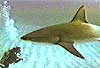 Shark interview